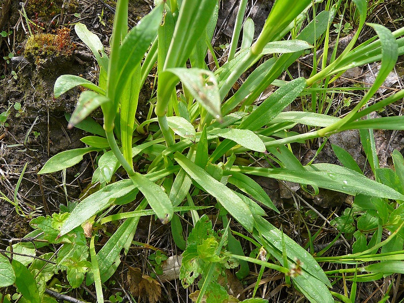 Image of Viscaria vulgaris specimen.