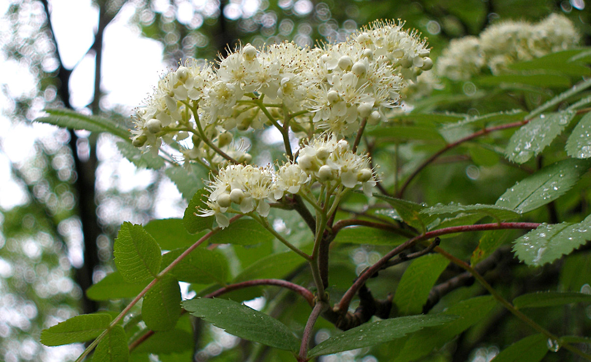 Изображение особи Sorbus aucuparia.