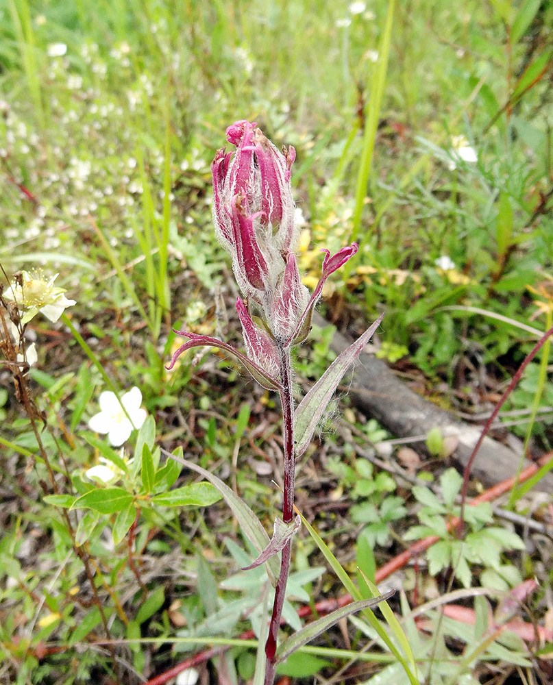 Image of Castilleja rubra specimen.