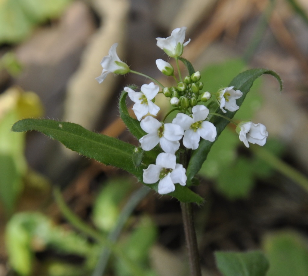 Image of Capsella grandiflora specimen.