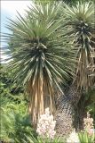 Yucca treculeana