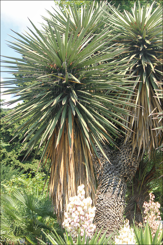 Изображение особи Yucca treculeana.