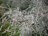 Elaeagnus angustifolia