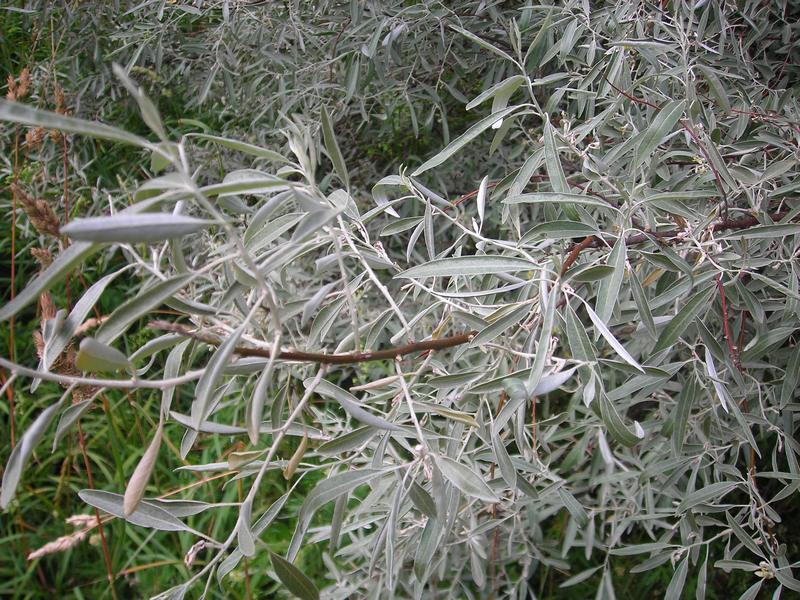 Image of Elaeagnus angustifolia specimen.
