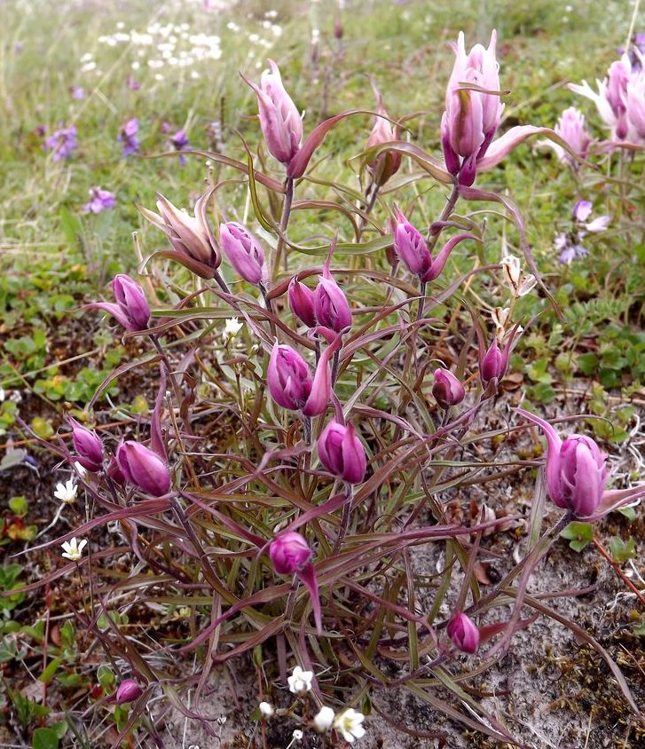 Изображение особи Castilleja arctica.