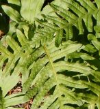 Polypodium interjectum. Спороносящие вайи. Германия, г. Bad Lippspringe, Kaiser-Karls Park. 02.02.2014.