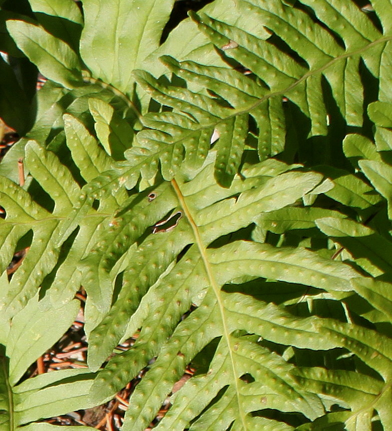 Image of Polypodium interjectum specimen.