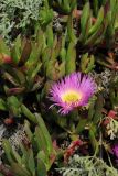 Carpobrotus acinaciformis. Цветущее растение. США, Калифорния, Сан-Франциско, на побережье океана (инвазивный вид). 14.02.2014.