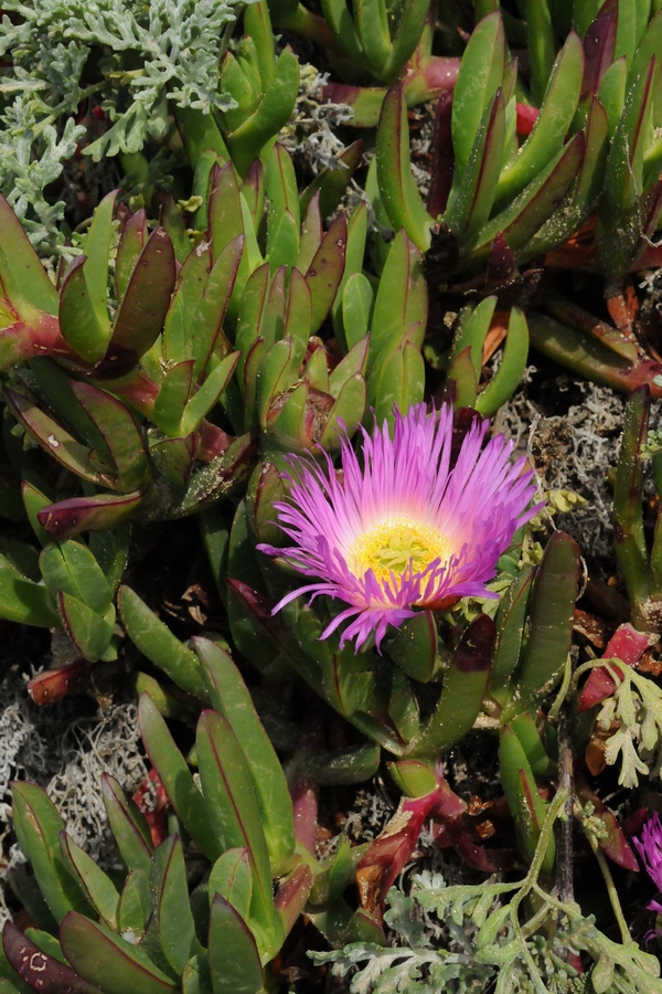 Изображение особи Carpobrotus acinaciformis.