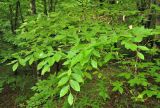 Fagus orientalis. Ветвь. Нагорный Карабах, Мартакертский р-н, окр. с. Колатак, широколиственный лес. 10.05.2013.
