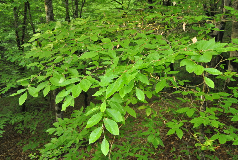Изображение особи Fagus orientalis.