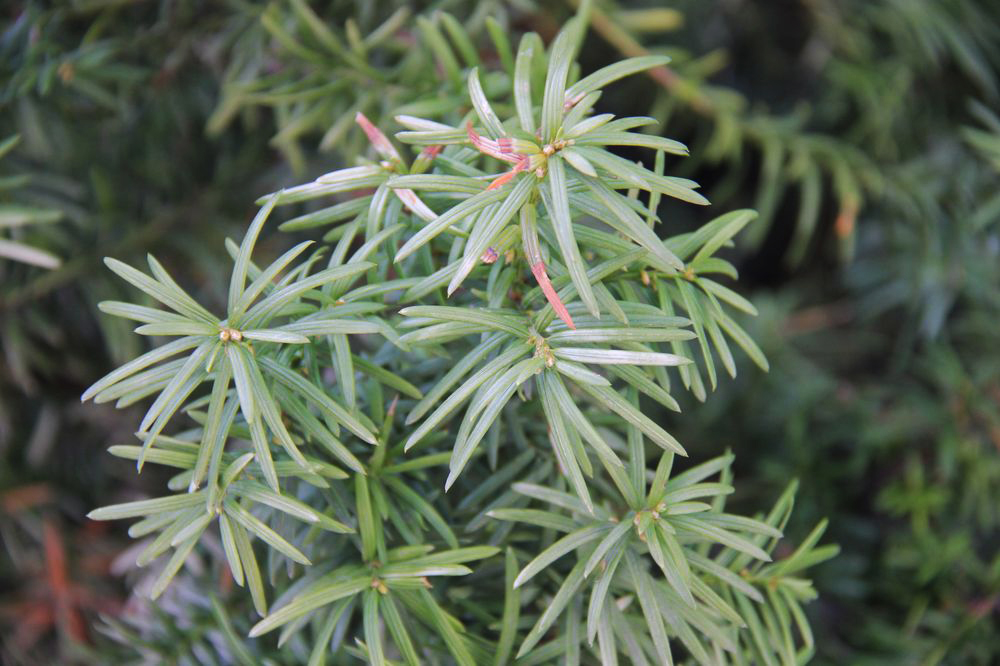 Image of Taxus baccata specimen.