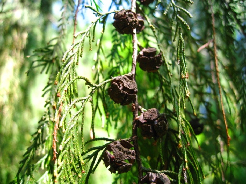 Изображение особи Cupressus funebris.