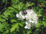 Crataegus stevenii. Соцветие. Южный берег Крыма, окр. пос. Гурзуф, Артек. 26.04.2014.