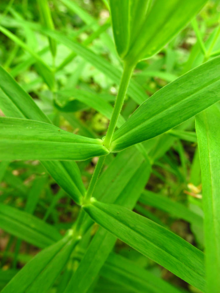 Image of Stellaria holostea specimen.