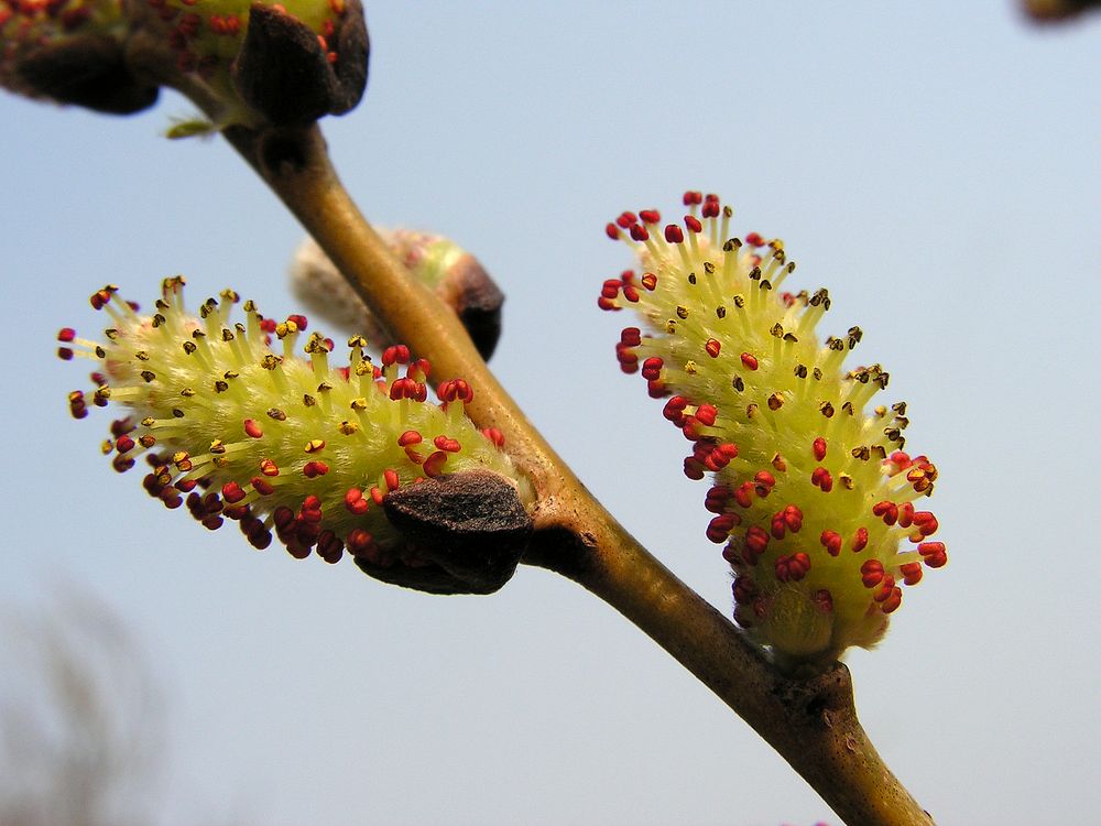 Изображение особи Salix pierotii.