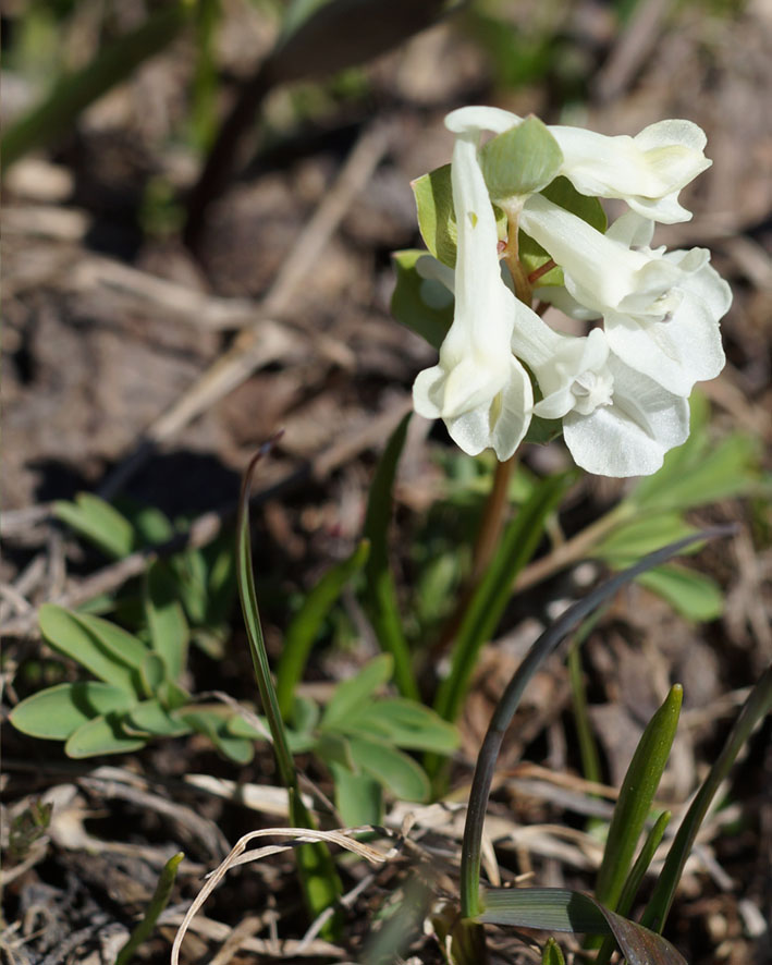 Image of Corydalis caucasica specimen.