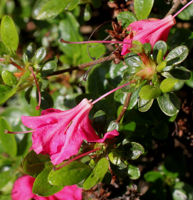 Изображение особи Rhododendron obtusum.