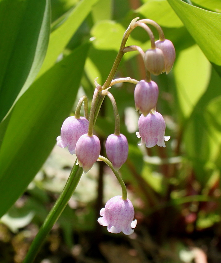 Изображение особи Convallaria majalis.