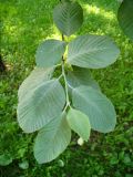 род Sorbus