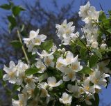Philadelphus coronarius. Средняя часть цветущей ветви. Германия, г. Дюссельдорф, Ботанический сад университета. 02.06.2014.