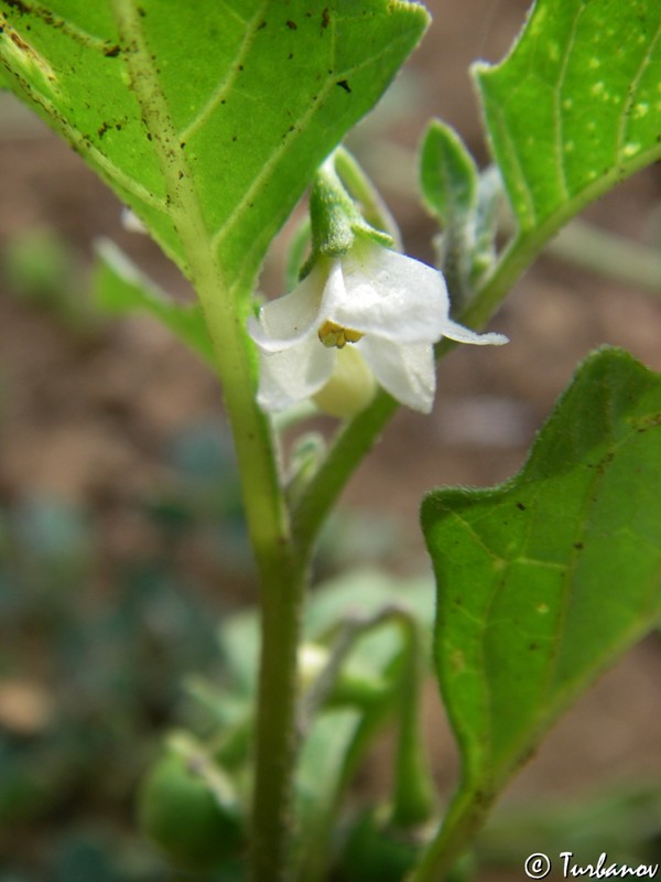 Image of Solanum zelenetzkii specimen.