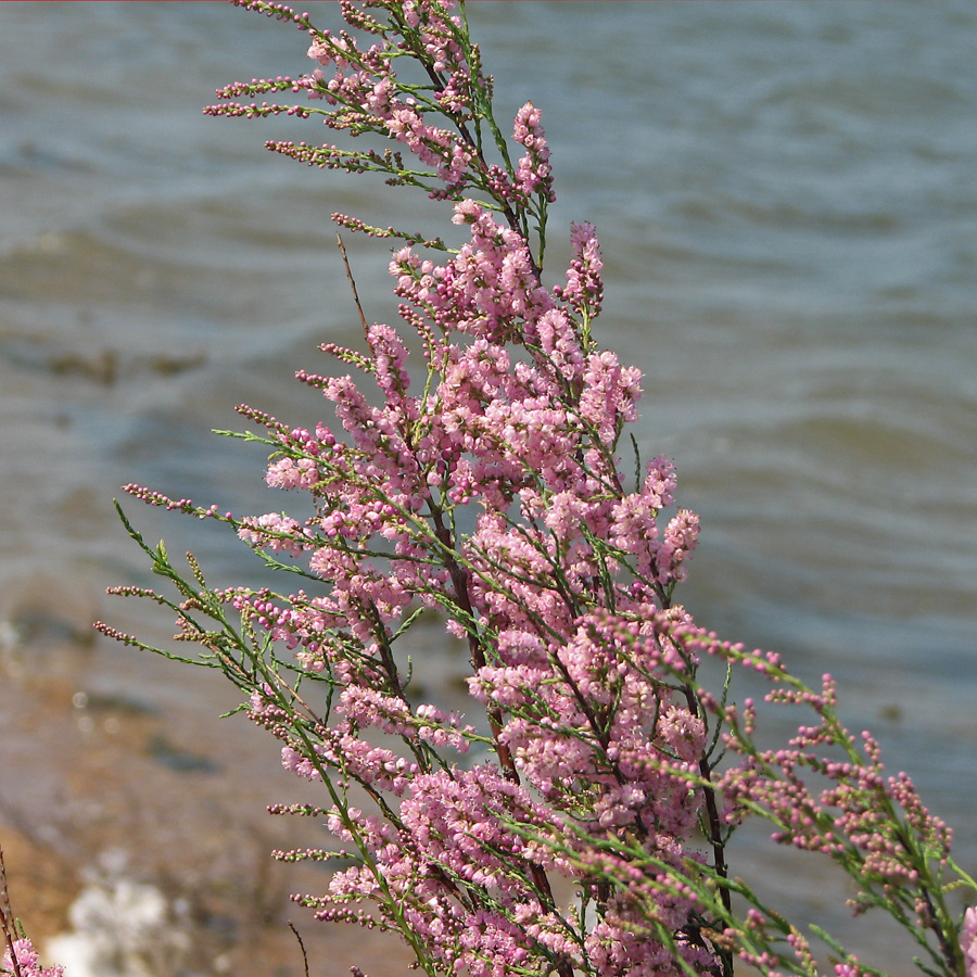 Image of Tamarix gracilis specimen.