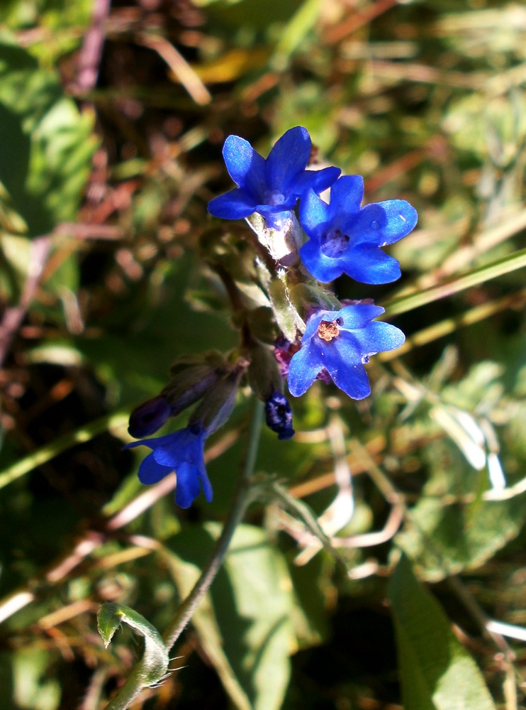 Image of Anchusa leptophylla specimen.