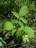 Juglans mandshurica. Молодое растение. Ярославль, ст. Полянки, придорожное озеленение. 6 июля 2014 г.