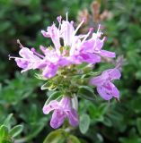 Thymus jenisseensis