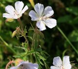 Geranium kemulariae. Верхушка цветущего растения с сидящей на цветке мухой. Адыгея, Лагонаки, плато Абадзеш-Мурзикал, 1800 м н.у.м., субальпика. 12.07.2014.