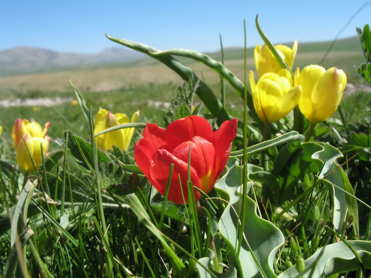 Image of Tulipa lemmersii specimen.