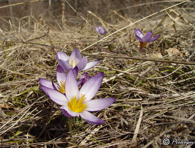 Изображение особи Crocus tauricus.