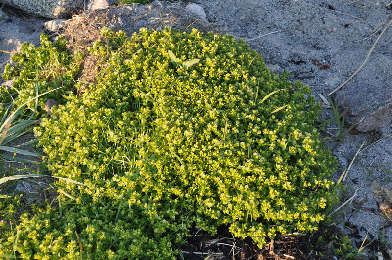 Изображение особи Honckenya peploides ssp. diffusa.