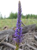 Veronica spicata