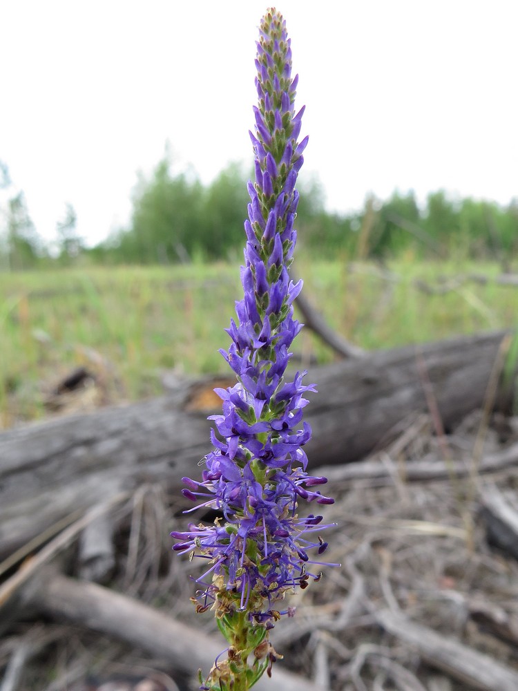 Image of Veronica spicata specimen.