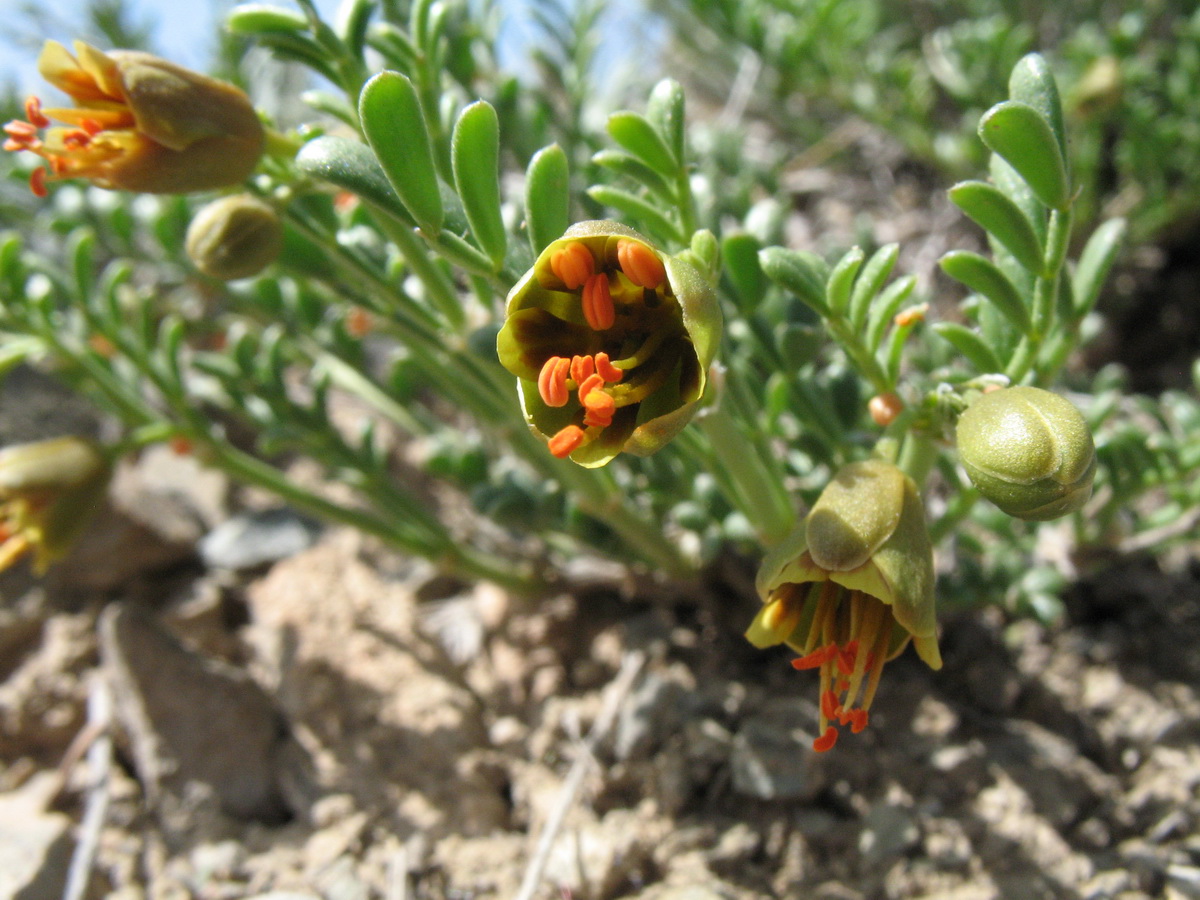 Изображение особи Zygophyllum kegense.