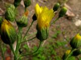 Hieracium veresczaginii. Соцветия. Красноярский край, Каратузский р-н, урочище Сибирячка, берег р.Тайгиш, низкая пойма. 28.07.2014.