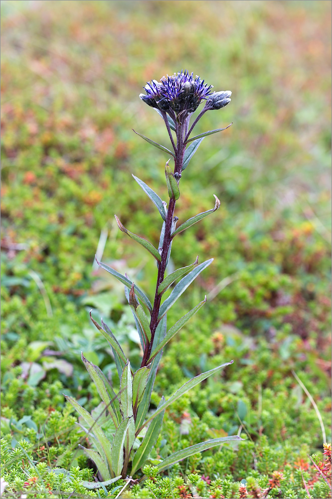 Изображение особи Saussurea alpina.