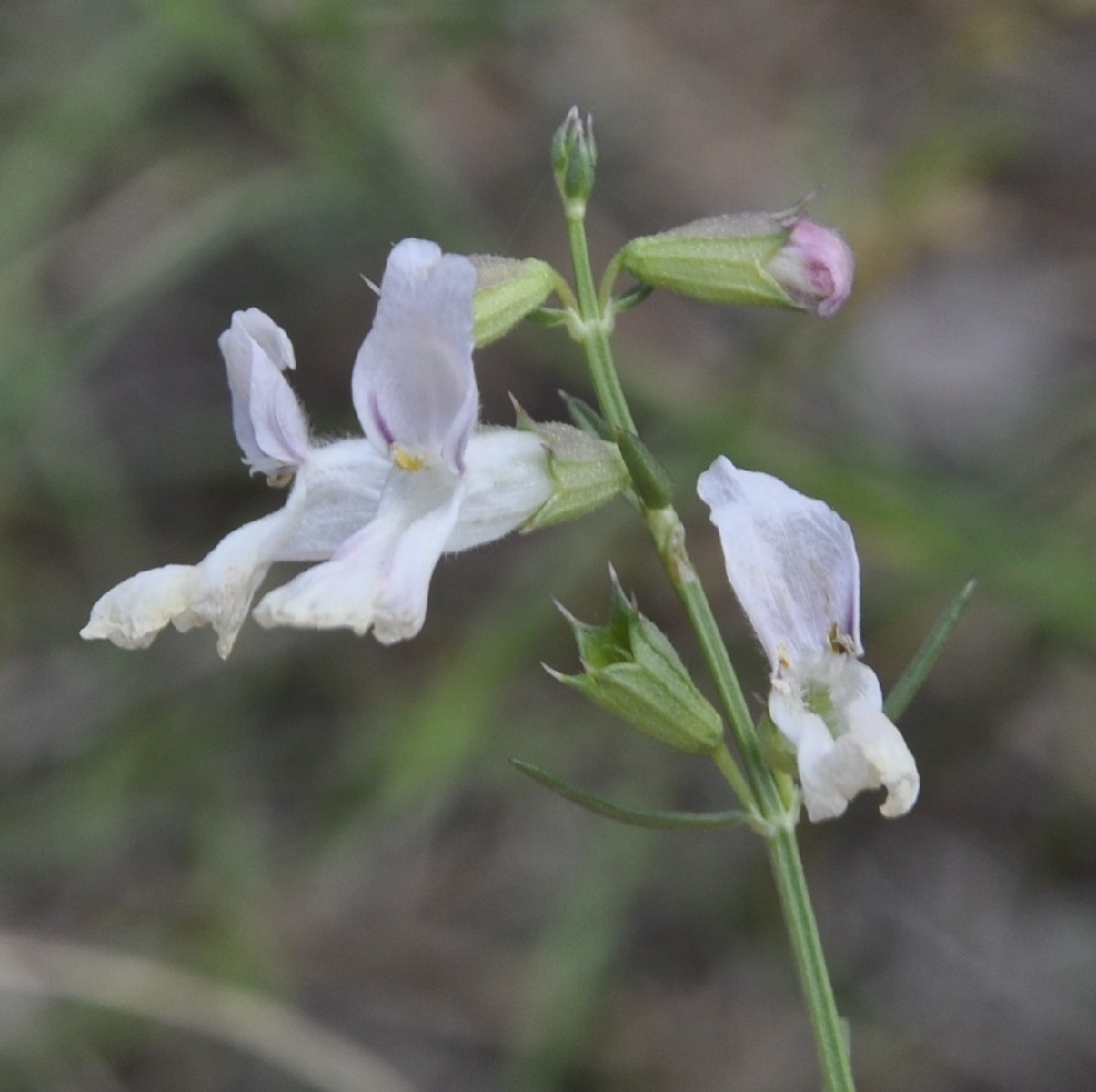 Image of Stachys angustifolia specimen.