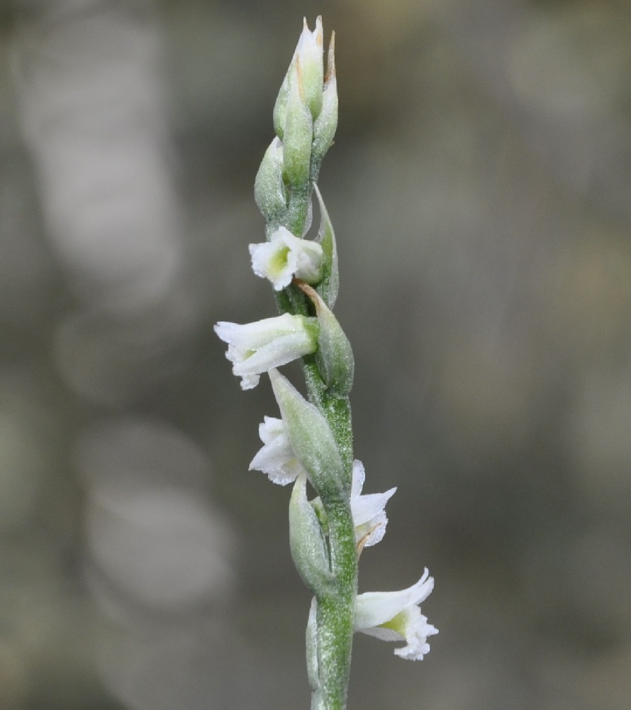 Изображение особи Spiranthes spiralis.