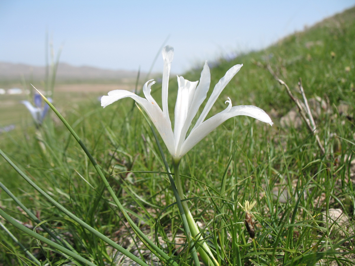 Изображение особи Iris tenuifolia.