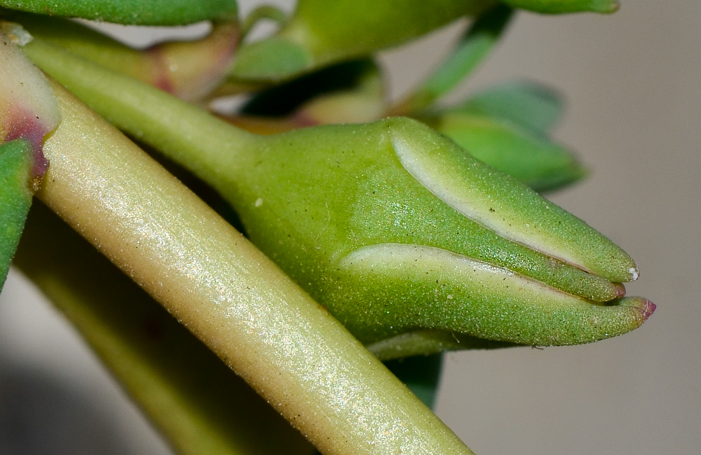 Image of Sesuvium portulacastrum specimen.