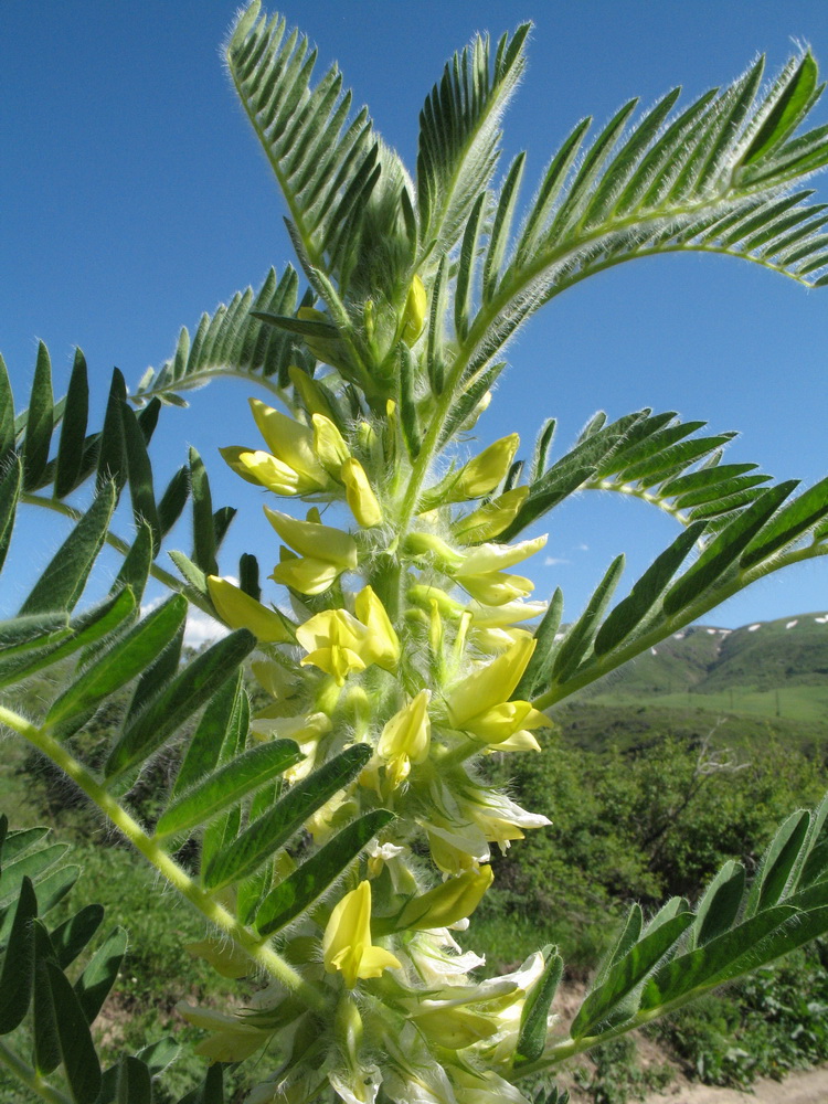 Image of Astragalus sieversianus specimen.