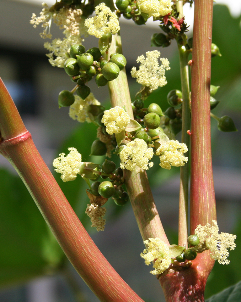 Image of Ricinus communis specimen.