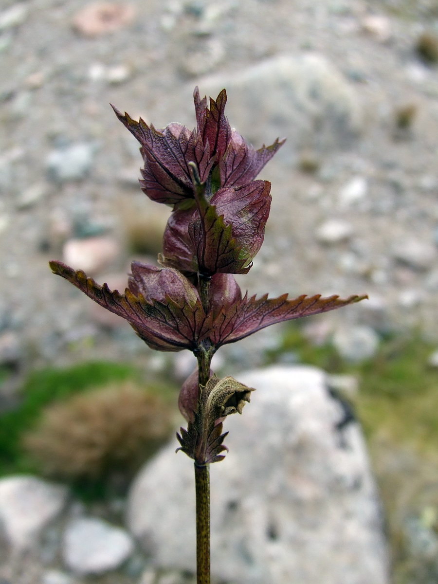 Изображение особи Rhinanthus groenlandicus.