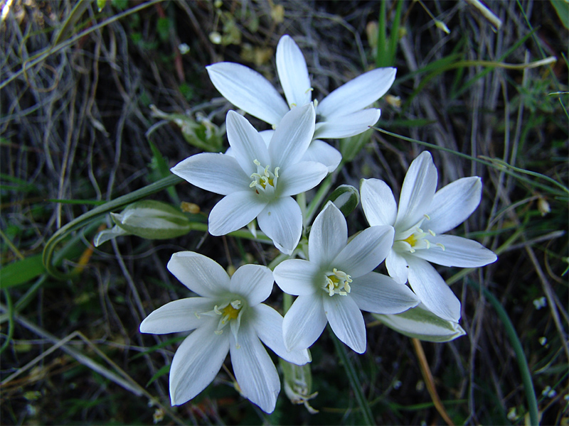 Image of Ornithogalum navaschinii specimen.