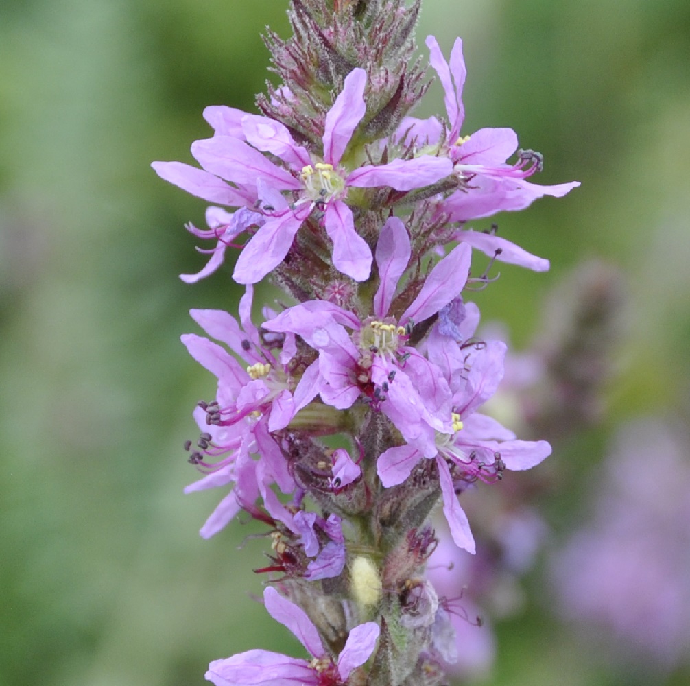 Image of Lythrum tomentosum specimen.