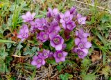 Gentianella caucasea