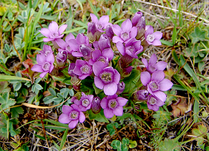 Image of Gentianella caucasea specimen.